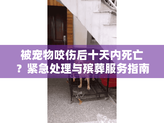 被宠物咬伤后十天内死亡？紧急处理与殡葬服务指南