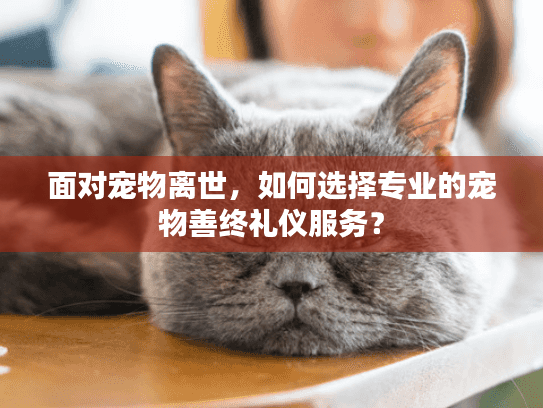 面对宠物离世,如何选择专业的宠物善终礼仪服务? 面对宠物离世,如何选择专业的宠物善终礼仪服务?