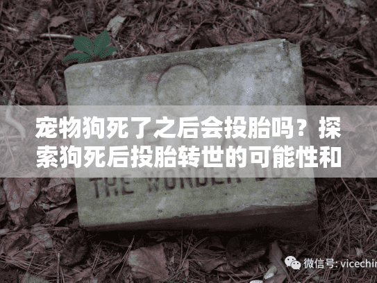 宠物狗死了之后会投胎吗？探索狗死后投胎转世的可能性和应对方式
