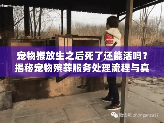 宠物猴放生之后死了还能活吗？揭秘宠物殡葬服务处理流程与真相