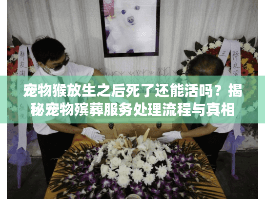 宠物猴放生之后死了还能活吗？揭秘宠物殡葬服务处理流程与真相