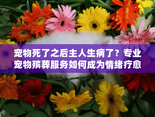 宠物死了之后主人生病了？专业宠物殡葬服务如何成为情绪疗愈关键