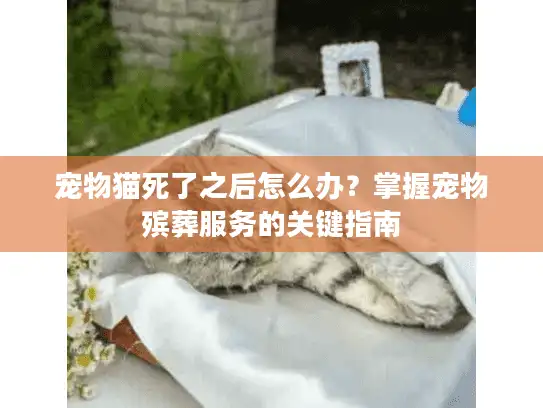 宠物猫死了之后怎么办？掌握宠物殡葬服务的关键指南