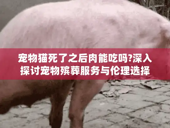 宠物猫死了之后肉能吃吗?深入探讨宠物殡葬服务与伦理选择