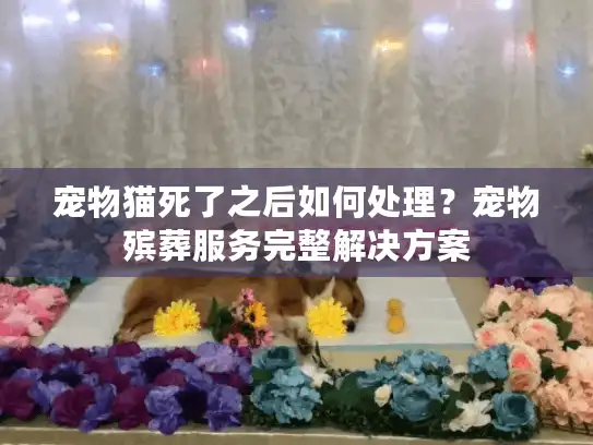宠物猫死了之后如何处理？宠物殡葬服务完整解决方案