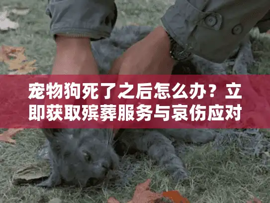 宠物狗死了之后怎么办？立即获取殡葬服务与哀伤应对指南
