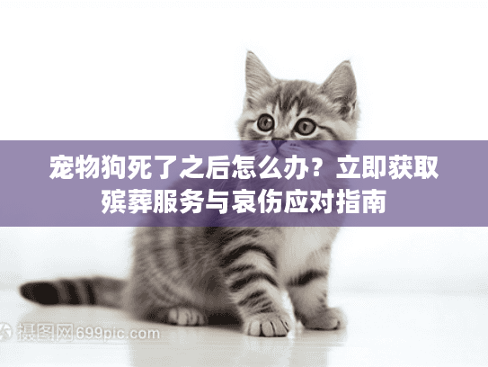 宠物狗死了之后怎么办？立即获取殡葬服务与哀伤应对指南