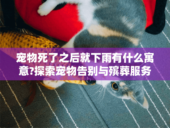 宠物死了之后就下雨有什么寓意?探索宠物告别与殡葬服务的深层含义