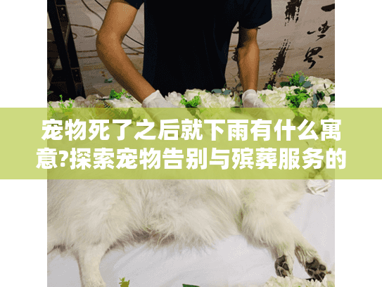 宠物死了之后就下雨有什么寓意?探索宠物告别与殡葬服务的深层含义