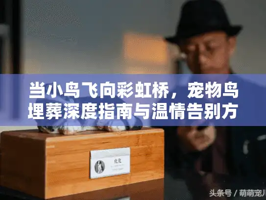 当小鸟飞向彩虹桥，宠物鸟埋葬深度指南与温情告别方案
