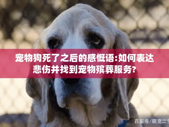 宠物狗死了之后的感慨语:如何表达悲伤并找到宠物殡葬服务? 宠物狗死了之后的感慨语:如何表达悲伤并找到宠物殡葬服务?