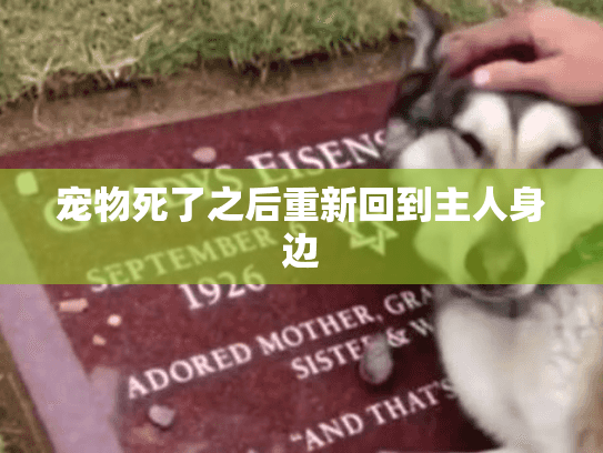 宠物死了之后重新回到主人身边