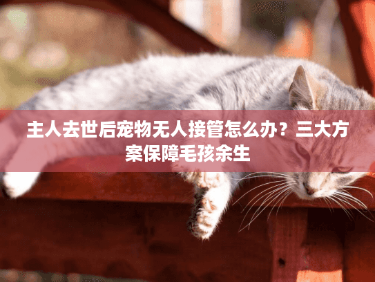 主人去世后宠物无人接管怎么办？三大方案保障毛孩余生