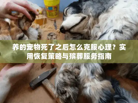 养的宠物死了之后怎么克服心理?实用恢复策略与殡葬服务指南 养的宠物死了之后怎么克服心理?实用恢复策略与殡葬服务指南