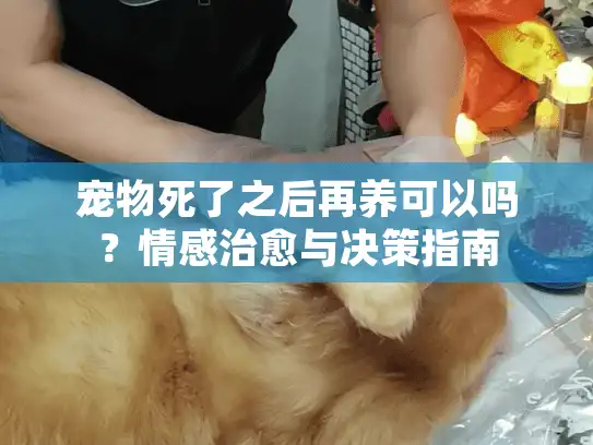 宠物死了之后再养可以吗?情感治愈与决策指南 宠物死了之后再养可以吗?情感治愈与决策指南