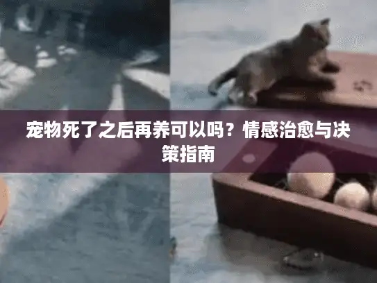宠物死了之后再养可以吗?情感治愈与决策指南 宠物死了之后再养可以吗?情感治愈与决策指南