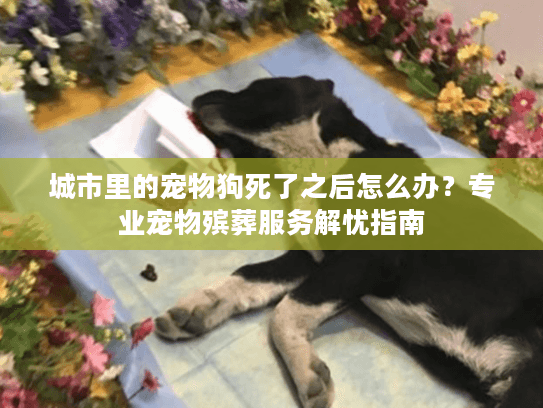 城市里的宠物狗死了之后怎么办？专业宠物殡葬服务解忧指南
