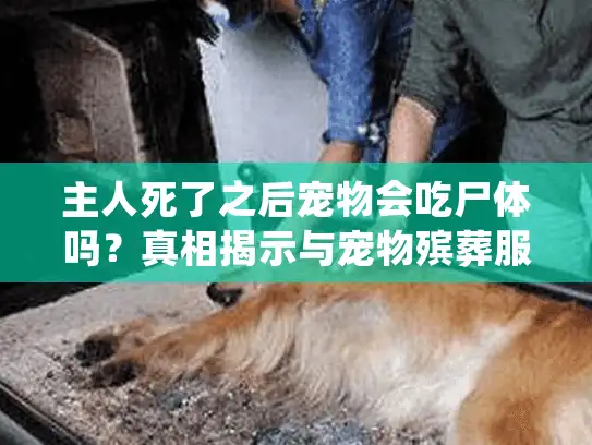 主人死了之后宠物会吃尸体吗?真相揭示与宠物殡葬服务解决方案 主人死了之后宠物会吃尸体吗?真相揭示与宠物殡葬服务解决方案