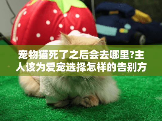 宠物猫死了之后会去哪里?主人该为爱宠选择怎样的告别方式？