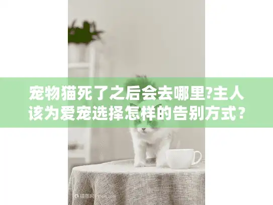 宠物猫死了之后会去哪里?主人该为爱宠选择怎样的告别方式？