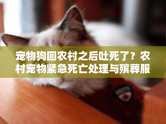 宠物狗回农村之后吐死了？农村宠物紧急死亡处理与殡葬服务指南