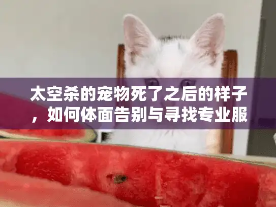 太空杀的宠物死了之后的样子，如何体面告别与寻找专业服务