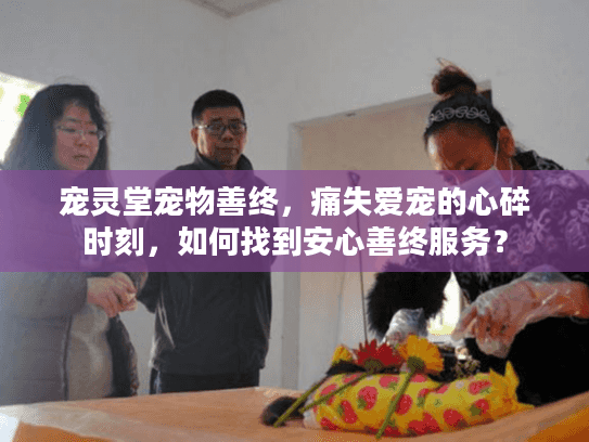 宠灵堂宠物善终，痛失爱宠的心碎时刻，如何找到安心善终服务？