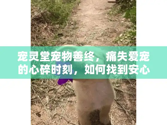 宠灵堂宠物善终，痛失爱宠的心碎时刻，如何找到安心善终服务？