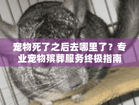 宠物死了之后去哪里了？专业宠物殡葬服务终极指南