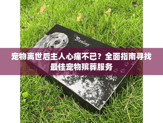 宠物离世后主人心痛不已？全面指南寻找最佳宠物殡葬服务