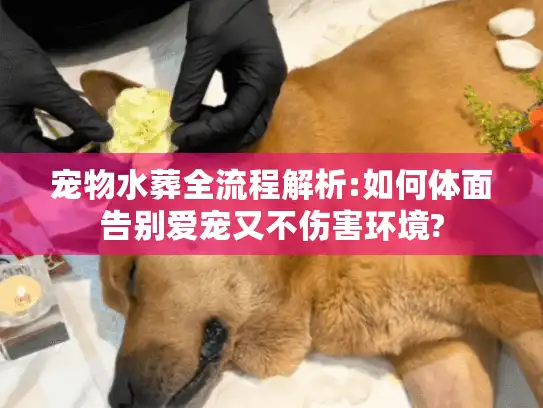 宠物水葬全流程解析:如何体面告别爱宠又不伤害环境?