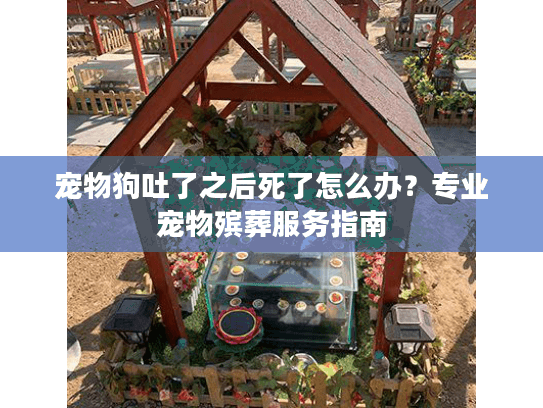 宠物狗吐了之后死了怎么办？专业宠物殡葬服务指南