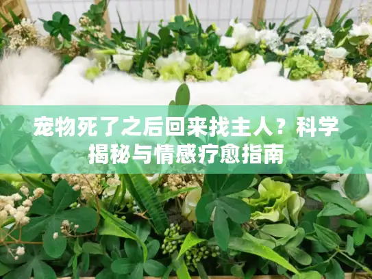 宠物死了之后回来找主人？科学揭秘与情感疗愈指南