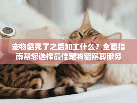 宠物貂死了之后加工什么？全面指南帮您选择最佳宠物貂殡葬服务