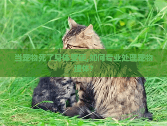 当宠物死了身体变硬,如何专业处理宠物遗体?