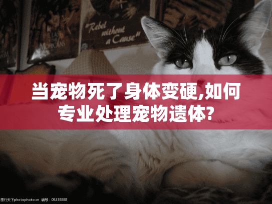 当宠物死了身体变硬,如何专业处理宠物遗体?