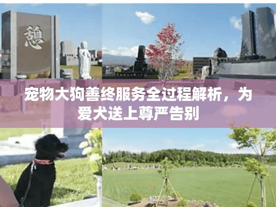 宠物大狗善终服务全过程解析，为爱犬送上尊严告别