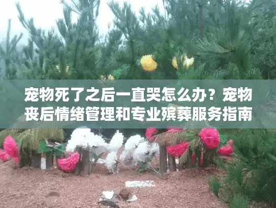 宠物死了之后一直哭怎么办？宠物丧后情绪管理和专业殡葬服务指南
