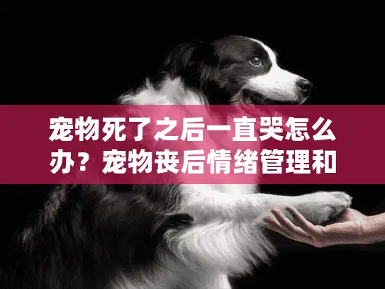 宠物死了之后一直哭怎么办？宠物丧后情绪管理和专业殡葬服务指南