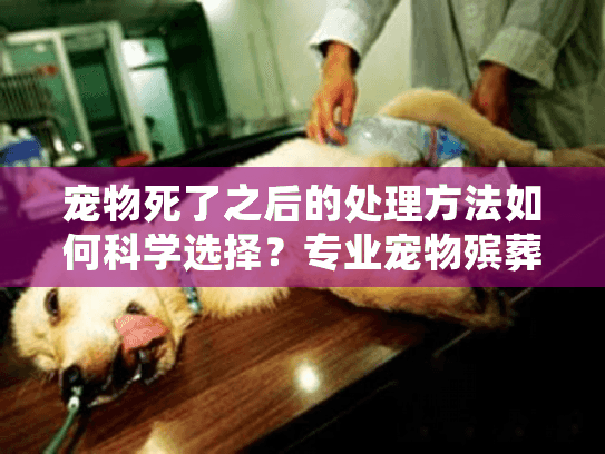 宠物死了之后的处理方法如何科学选择?专业宠物殡葬服务费用指南 宠物死了之后的处理方法如何科学选择?专业宠物殡葬服务费用指南