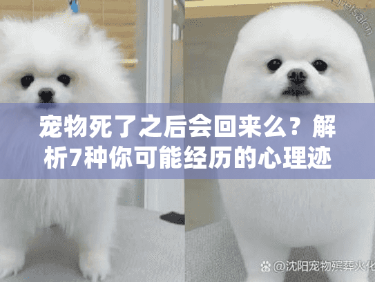 宠物死了之后会回来么？解析7种你可能经历的心理迹象