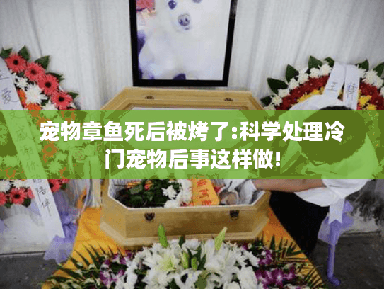 宠物章鱼死后被烤了:科学处理冷门宠物后事这样做!