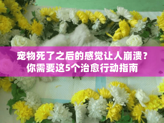 宠物死了之后的感觉让人崩溃?你需要这5个治愈行动指南 宠物死了之后的感觉让人崩溃?你需要这5个治愈行动指南