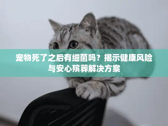 宠物死了之后有细菌吗？揭示健康风险与安心殡葬解决方案