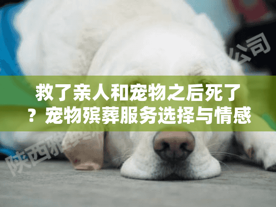 救了亲人和宠物之后死了？宠物殡葬服务选择与情感支持指南