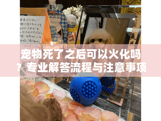 宠物死了之后可以火化吗？专业解答流程与注意事项