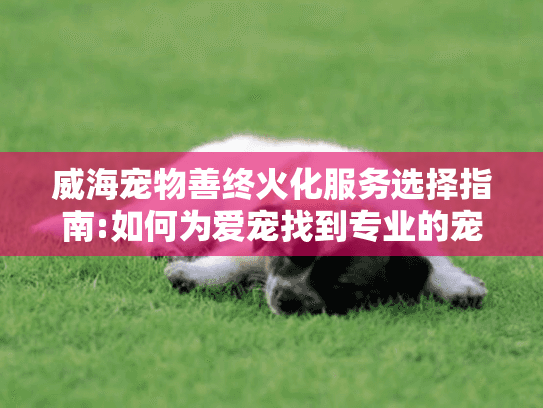 威海宠物善终火化服务选择指南:如何为爱宠找到专业的宠物殡葬服务