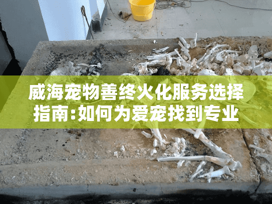 威海宠物善终火化服务选择指南:如何为爱宠找到专业的宠物殡葬服务