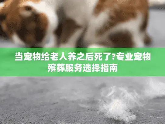 当宠物给老人养之后死了?专业宠物殡葬服务选择指南