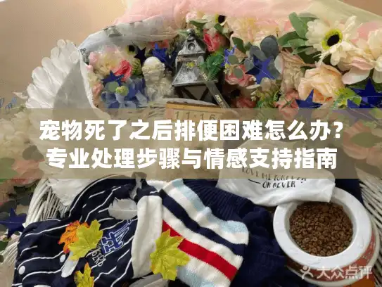 宠物死了之后排便困难怎么办？专业处理步骤与情感支持指南